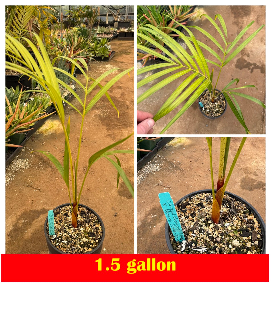 Golden Triangle Palm (Chrysalidocarpus lutescens x decaryi; Dypsis lutescens x decaryi)