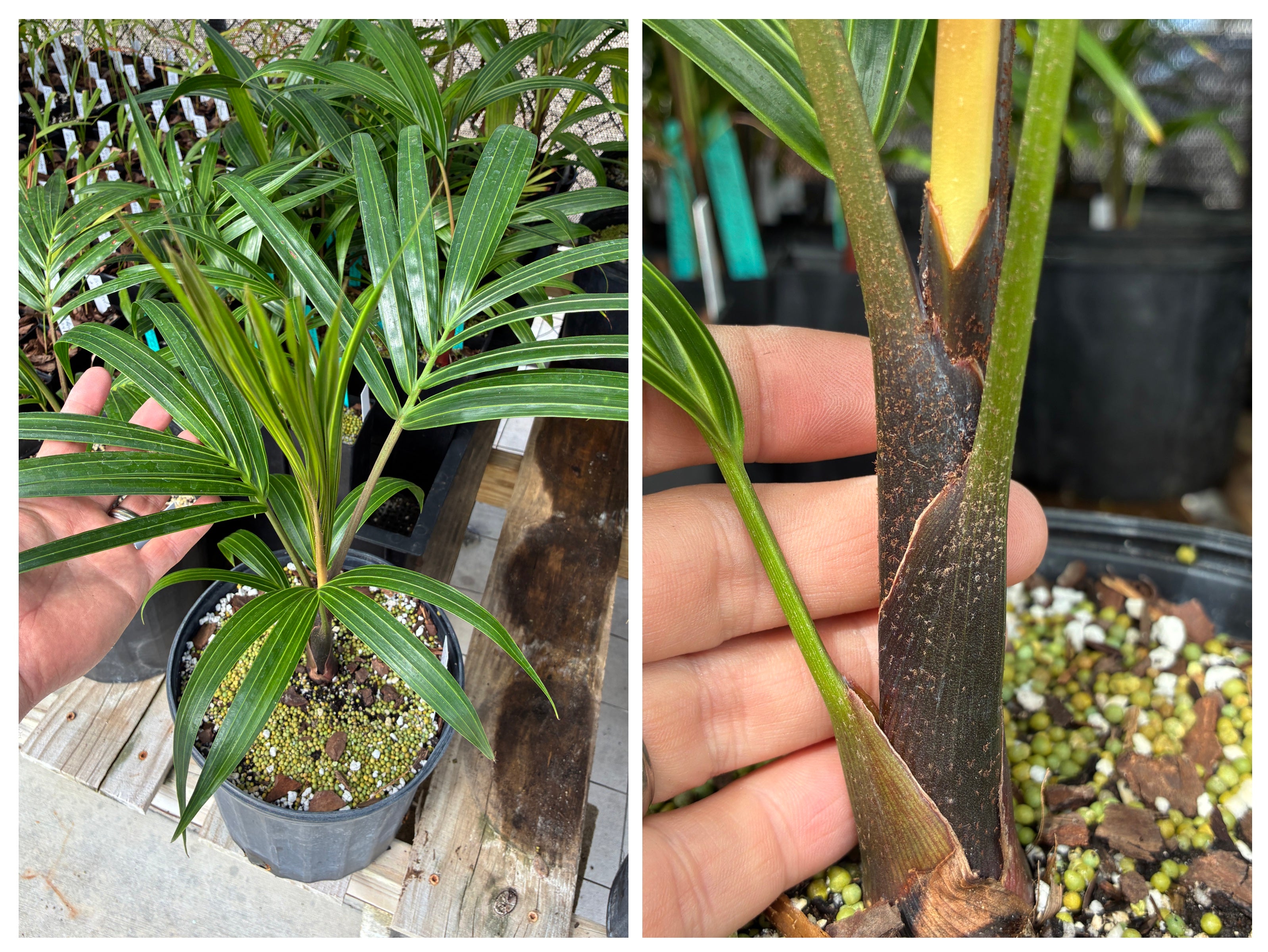 White Triangle Palm- Dypsis cabadae x decaryi- Our MOST Sought