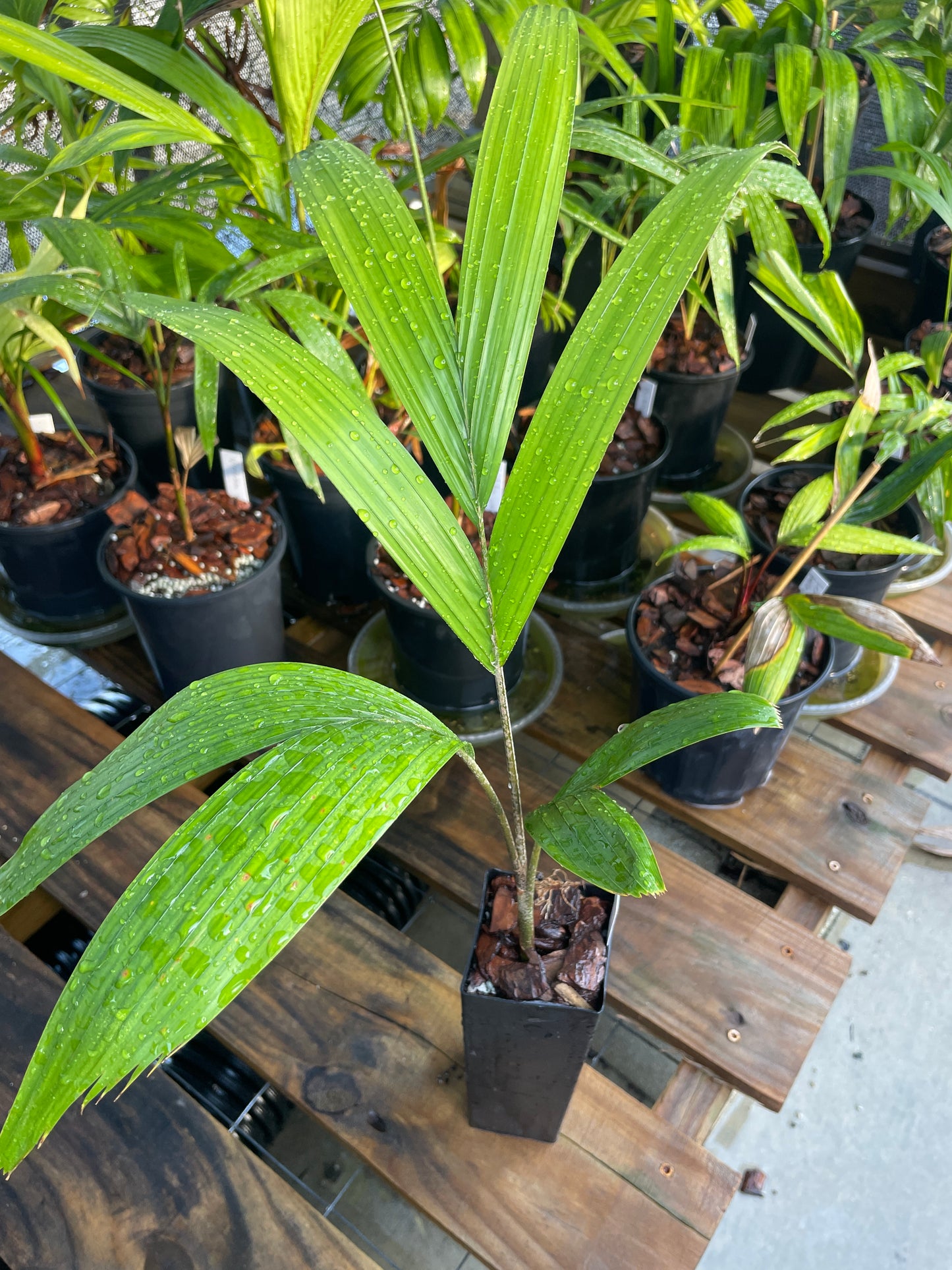 Reverse Foxy Lady Palm- Veitchia arecina x Wodyetia bifurcata hybrid EXTREMELY FAST tree!