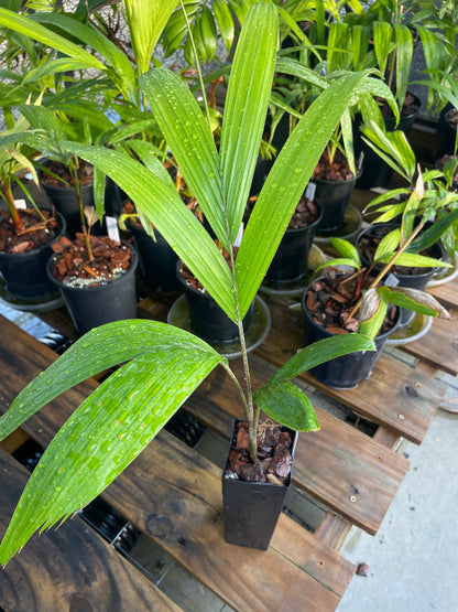 Reverse Foxy Lady Palm- Veitchia arecina x Wodyetia bifurcata hybrid EXTREMELY FAST tree!