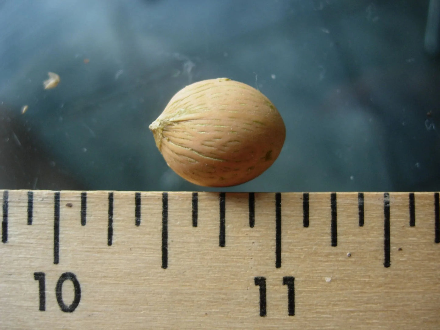 TriBear Palm; Red Triangle Palm (Chrysalidocarpus leptocheilos x decaryi; Chrysalidocarpus x leptocaryi)