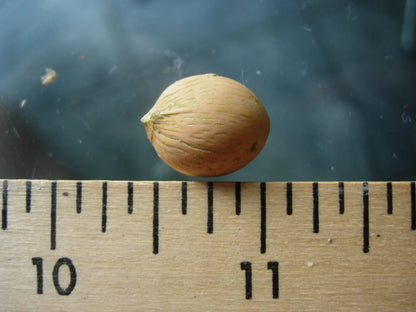 TriBear Palm; Red Triangle Palm (Chrysalidocarpus leptocheilos x decaryi; Chrysalidocarpus x leptocaryi)