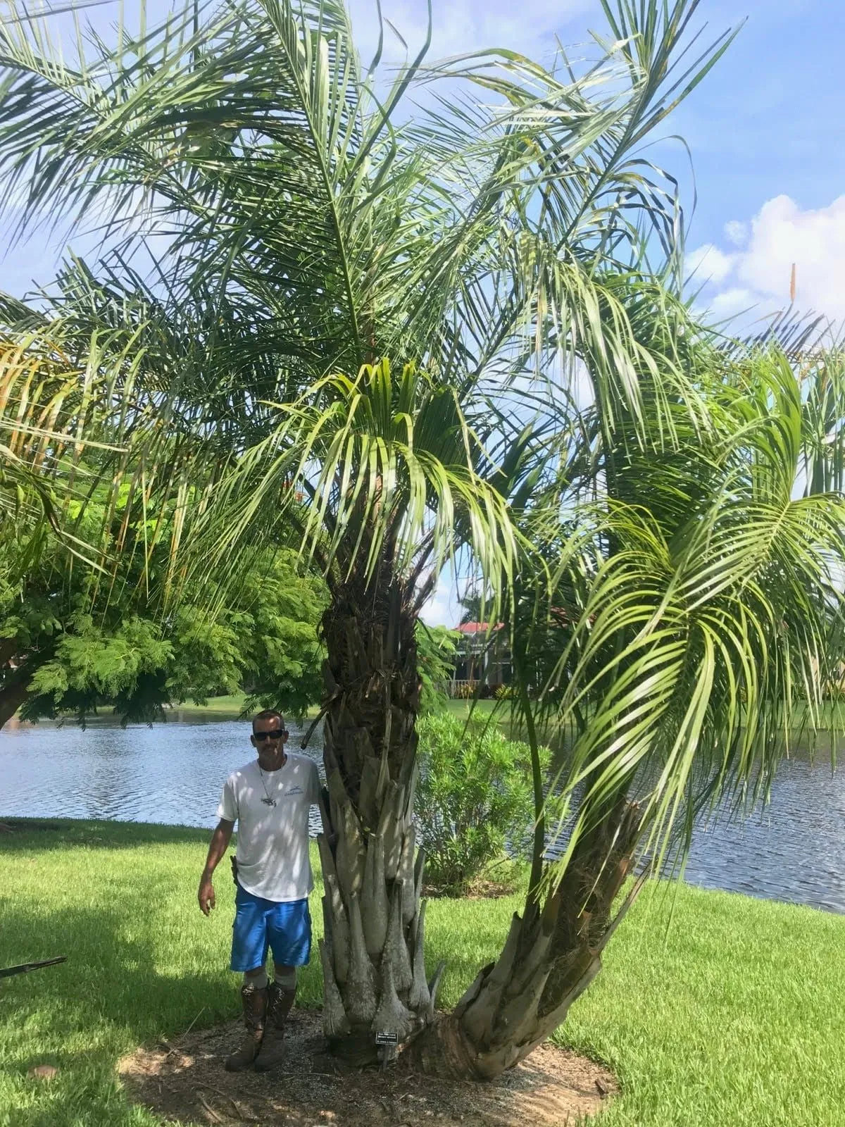 Mule Palm Tree (Butia odorata x Syagrus romanzoffiana)