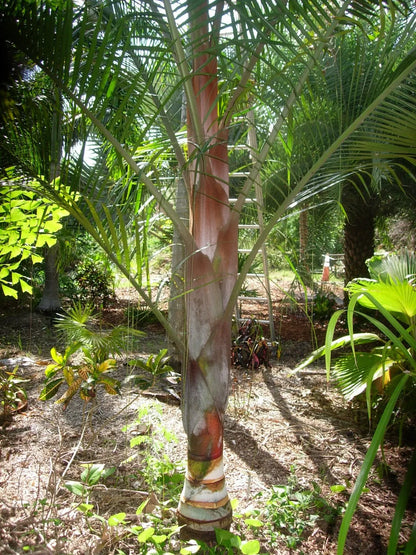 TriBear Palm; Red Triangle Palm (Chrysalidocarpus leptocheilos x decaryi; Chrysalidocarpus x leptocaryi)