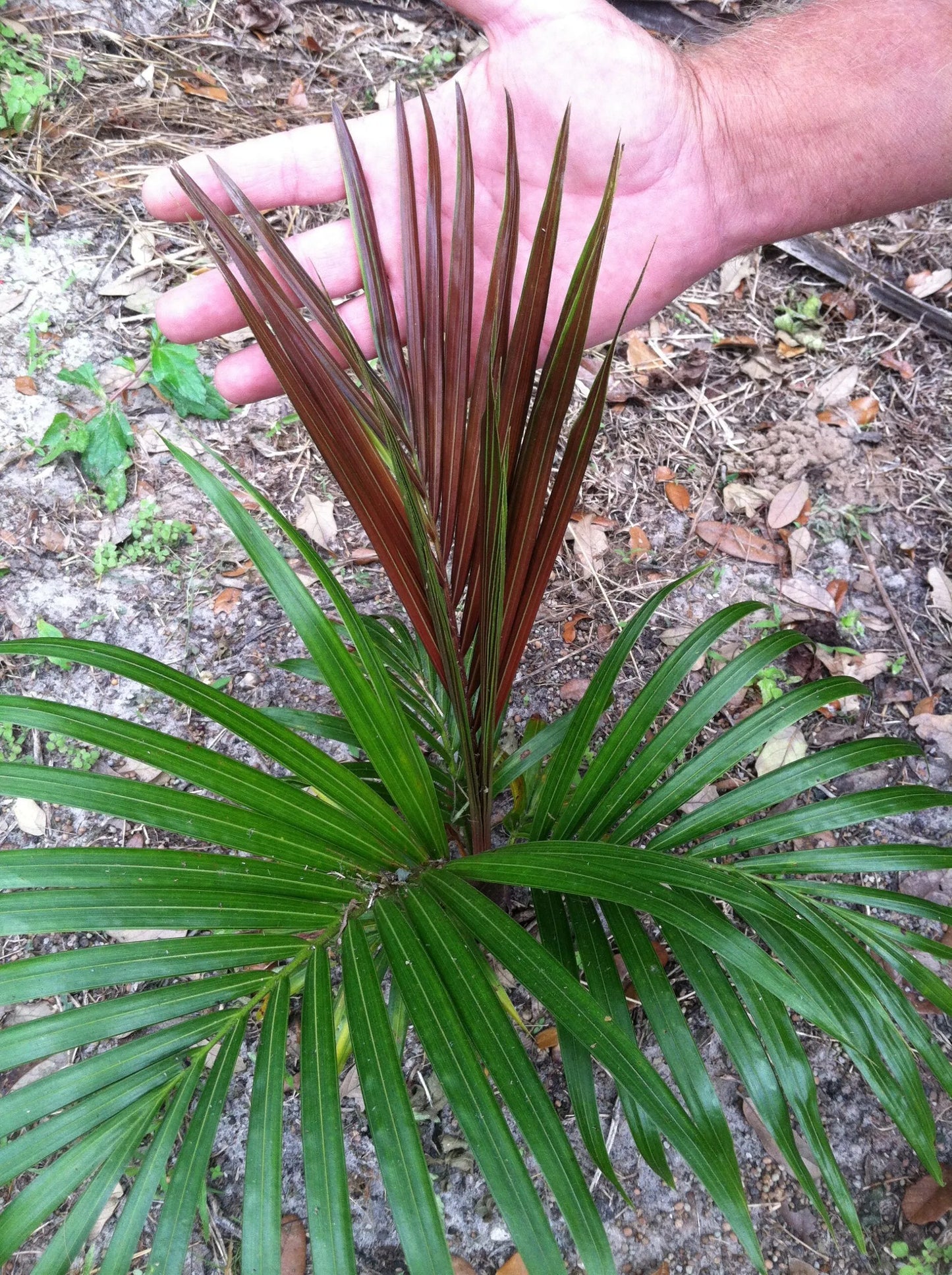 TriBear Palm; Red Triangle Palm (Chrysalidocarpus leptocheilos x decaryi; Chrysalidocarpus x leptocaryi)