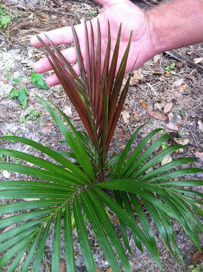 TriBear Palm; Red Triangle Palm (Chrysalidocarpus leptocheilos x decaryi; Chrysalidocarpus x leptocaryi)