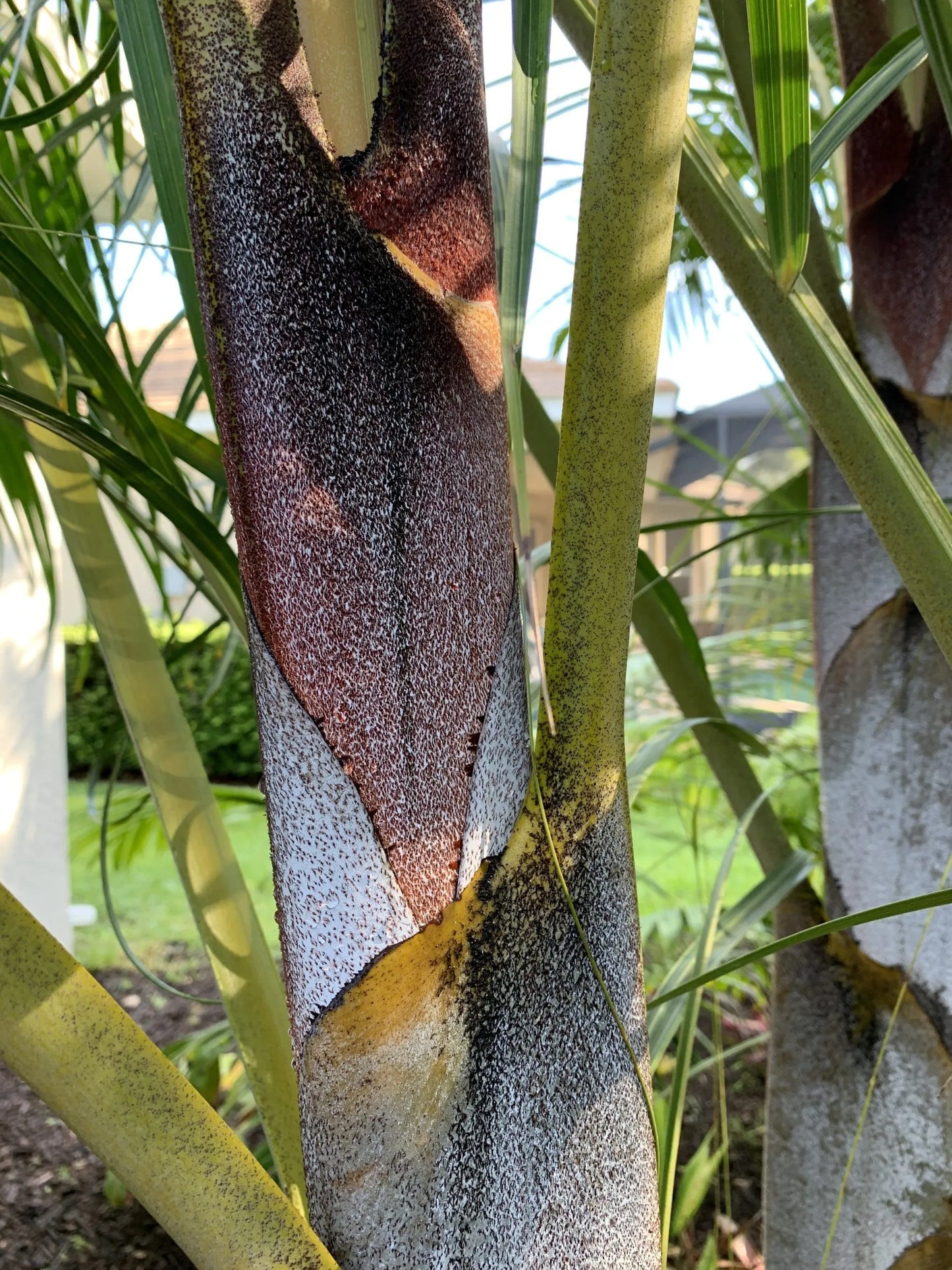 Golden Triangle Palm (Chrysalidocarpus lutescens x decaryi; Dypsis lutescens x decaryi)