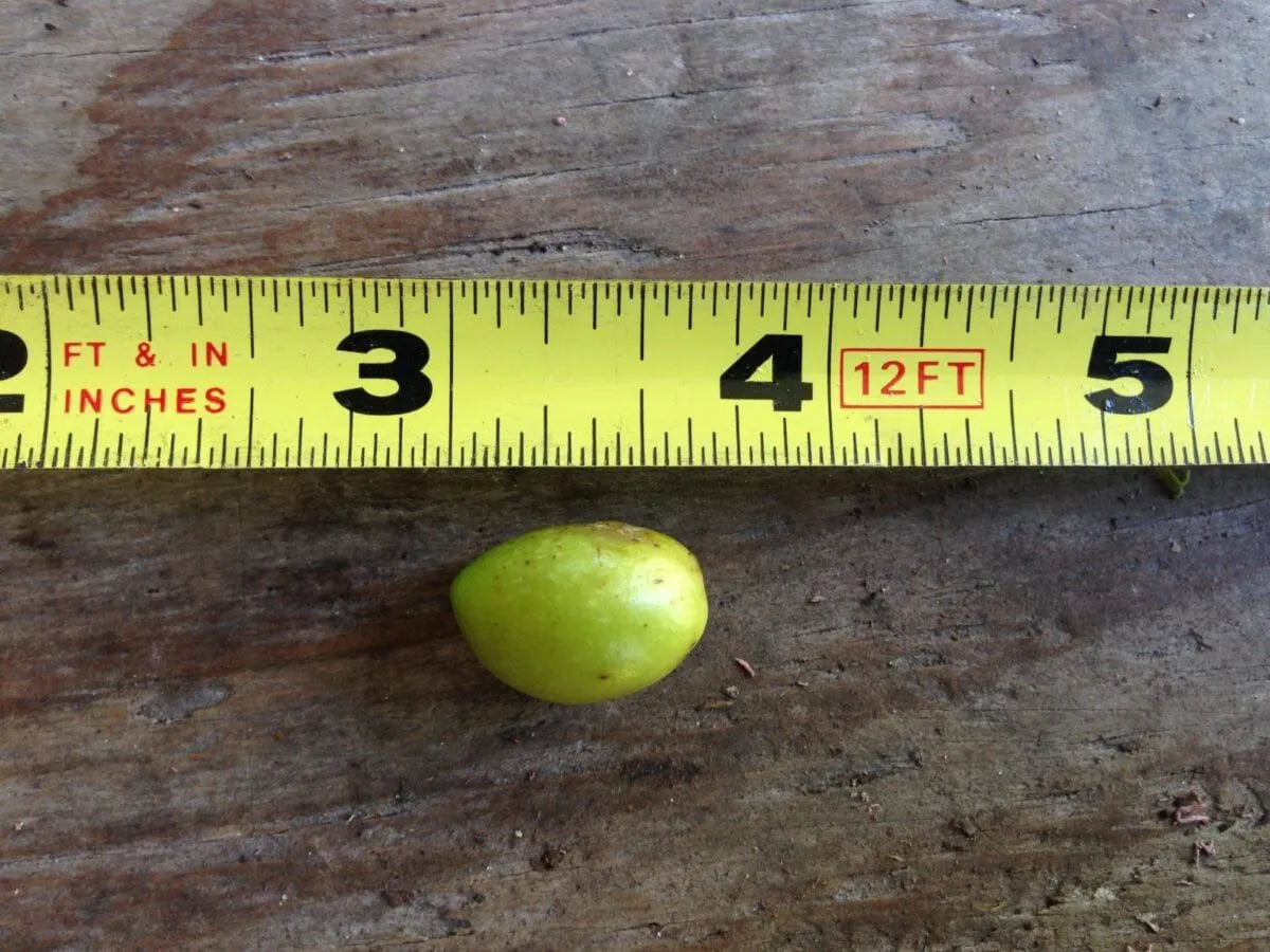 Golden Triangle Palm (Chrysalidocarpus lutescens x decaryi; Dypsis lutescens x decaryi)