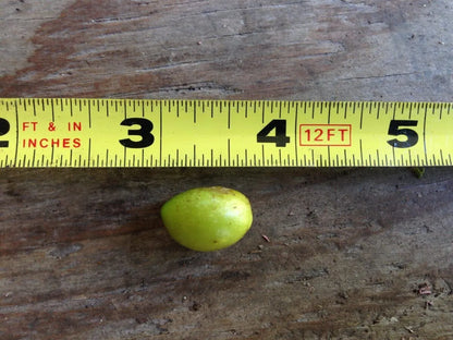 Golden Triangle Palm (Chrysalidocarpus lutescens x decaryi; Dypsis lutescens x decaryi)