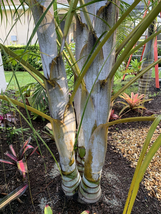 Golden Triangle Palm (Chrysalidocarpus lutescens x decaryi; Dypsis lutescens x decaryi)