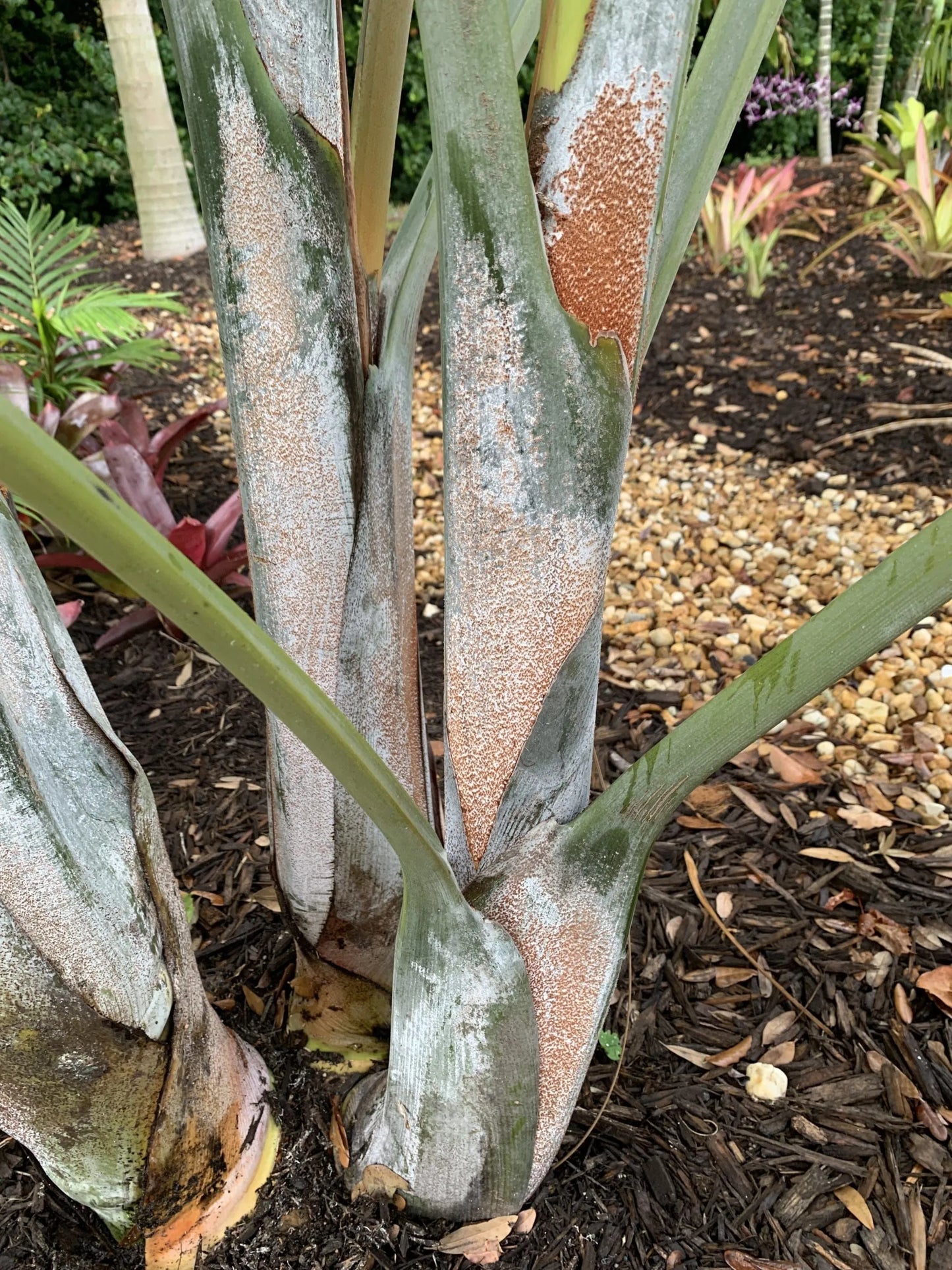 White Triangle Palm (Chrysalidocarpus cabadae x decaryi; Dypsis cabadae x decaryi)