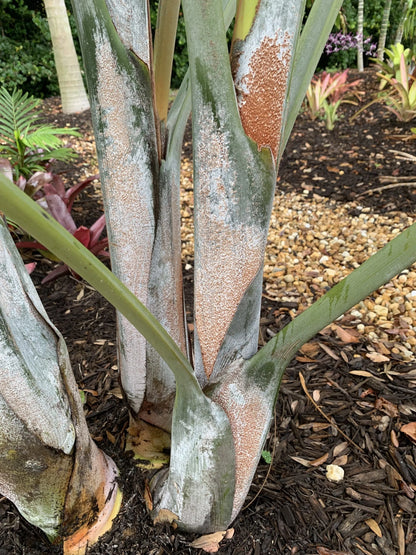 White Triangle Palm (Chrysalidocarpus cabadae x decaryi; Dypsis cabadae x decaryi)
