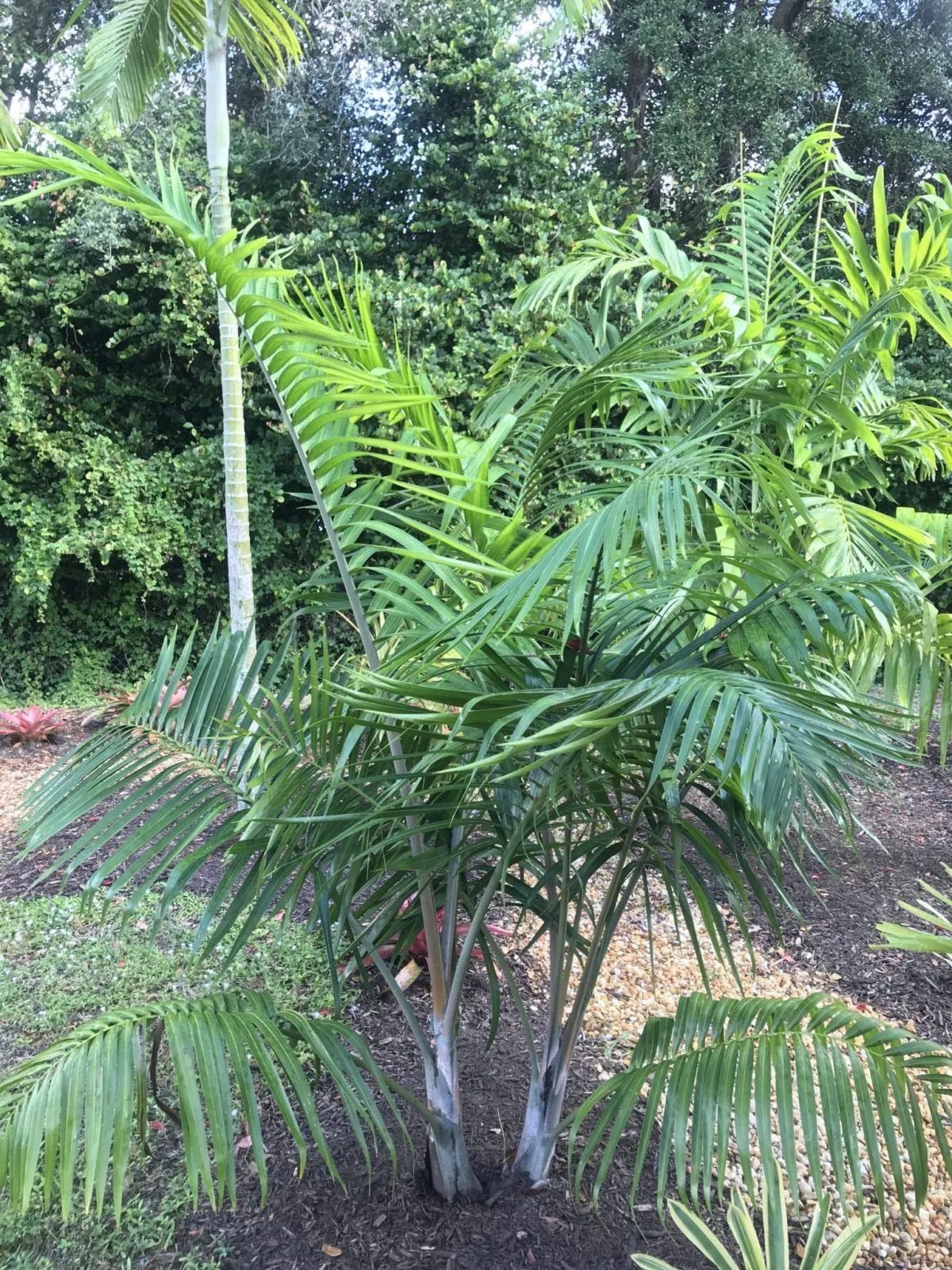 White Triangle Palm (Chrysalidocarpus cabadae x decaryi; Dypsis cabadae x decaryi)