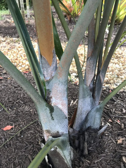 White Triangle Palm (Chrysalidocarpus cabadae x decaryi; Dypsis cabadae x decaryi)