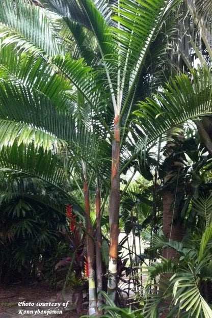 Fuzzy Cabada Palm (Chrysalidocarpus cabadae x leptocheilos; Dypsis cabadae x leptocheilos)