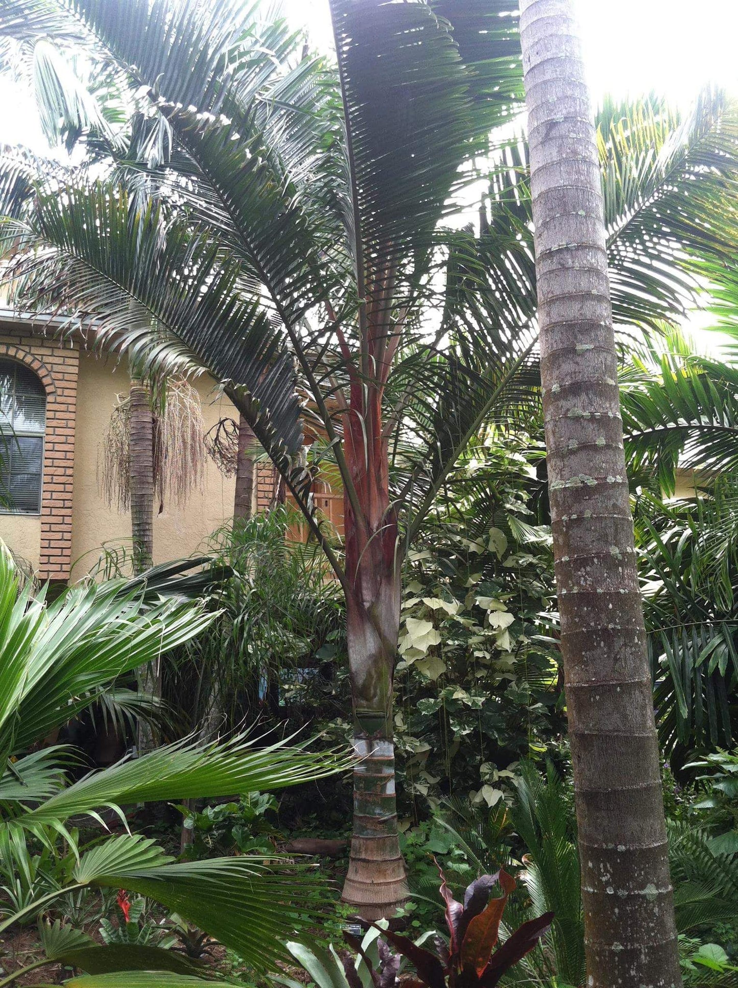 TriBear Palm; Red Triangle Palm (Chrysalidocarpus leptocheilos x decaryi; Chrysalidocarpus x leptocaryi)
