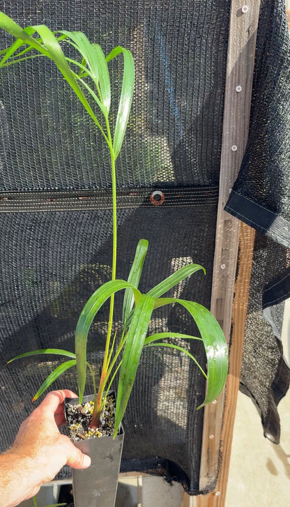 Golden Triangle hybrid (C. lutescens x decaryi) live Dypsis palm tree Areca Golden Cane