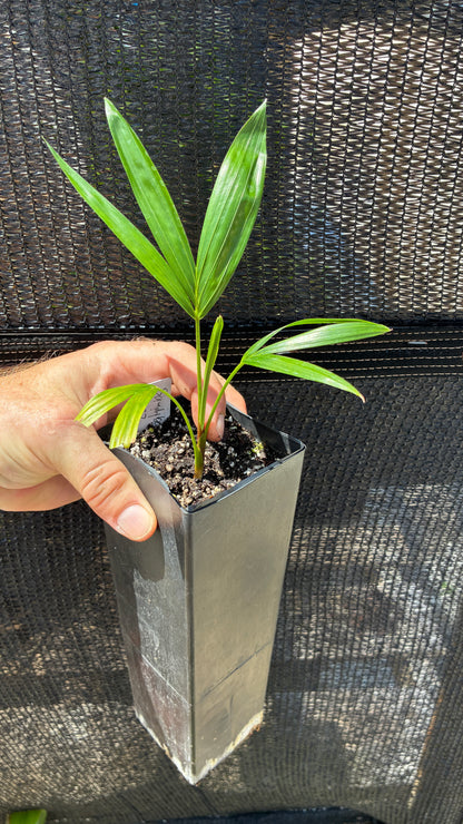 Sandy Bear Hybrid- Dypsis psammophila x leptocheilos RED STEM palm tree