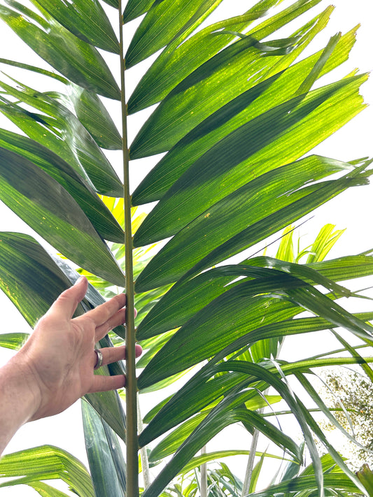 Reverse Foxy Lady Palm- Veitchia arecina x Wodyetia bifurcata hybrid EXTREMELY FAST tree!