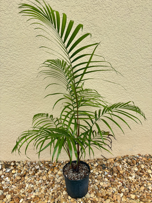 Sandy Bear Hybrid- Dypsis psammophila x leptocheilos RED STEM palm tree