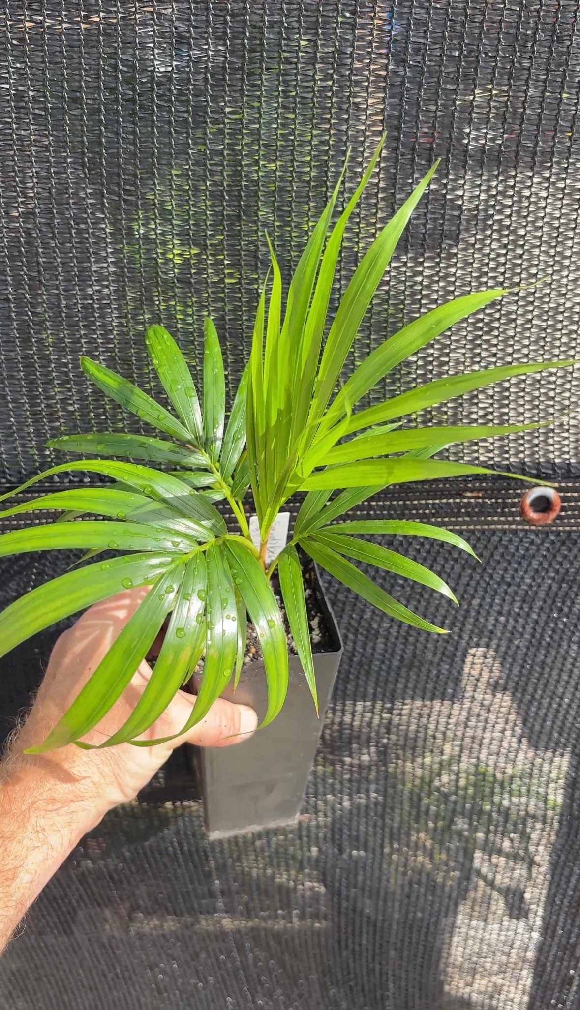 Sandy Bear Hybrid (C.  psammophilus x leptocheilos) live Dypsis palm tree psammophila