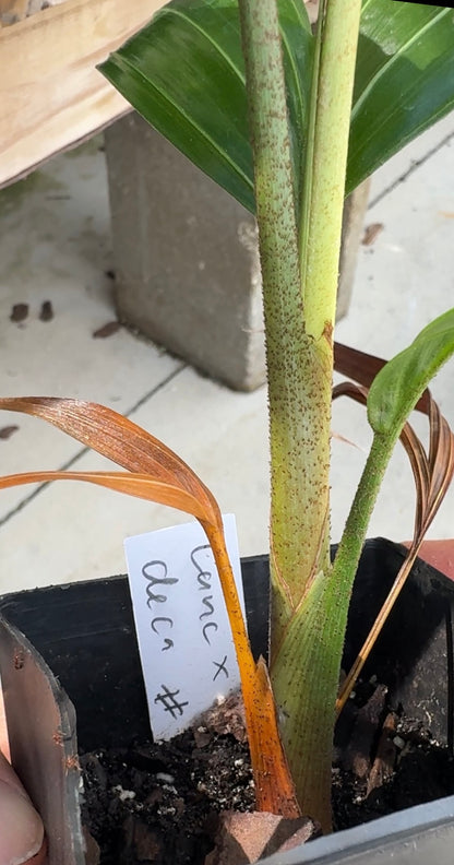 Comoro Triangle Palm Dypsis lanceolata x decaryi live tree FIRST TIME OFFERING