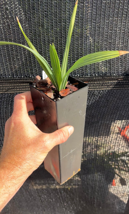 Brazoria Palmetto Hybrid (Sabal xBrozoriensis) live palm tree cold hardy