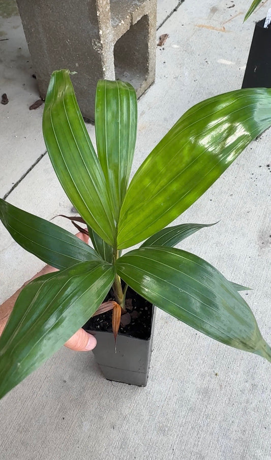 Comoro Triangle Palm Dypsis lanceolata x decaryi live tree FIRST TIME OFFERING