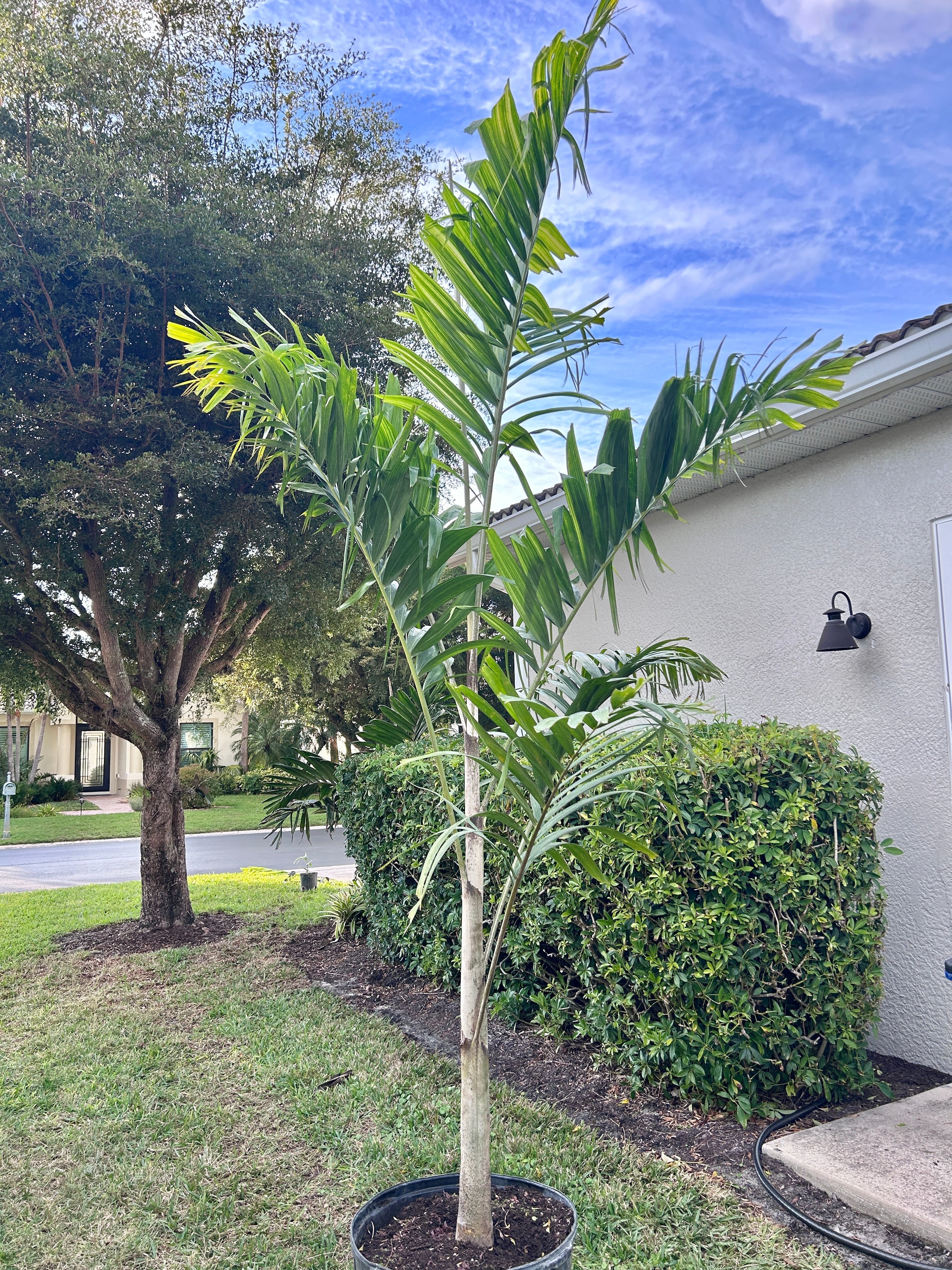 Reverse Foxy Lady Palm- Veitchia arecina x Wodyetia bifurcata