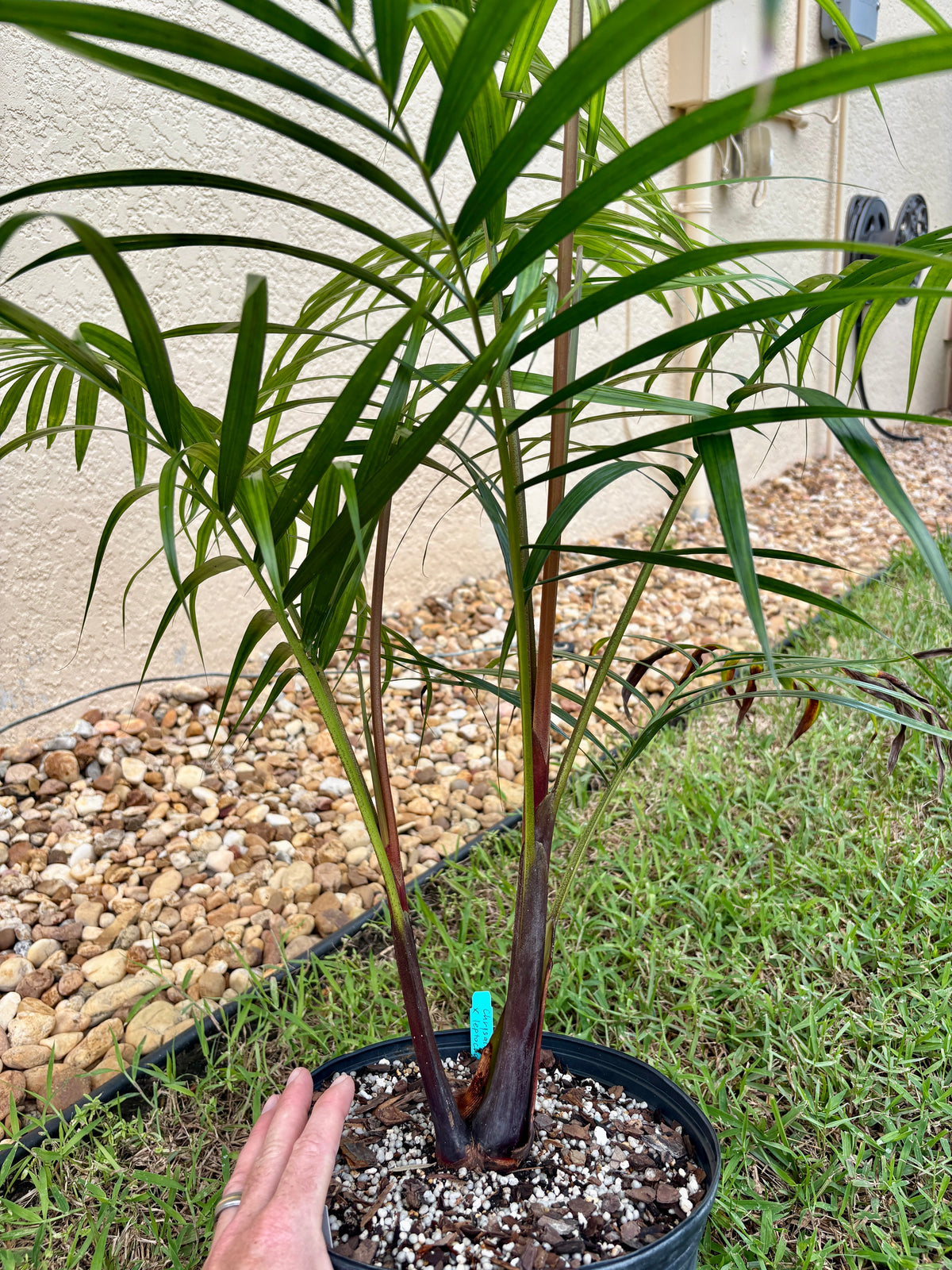 Sandy Bear Hybrid (C.  psammophilus x leptocheilos) live Dypsis palm tree psammophila