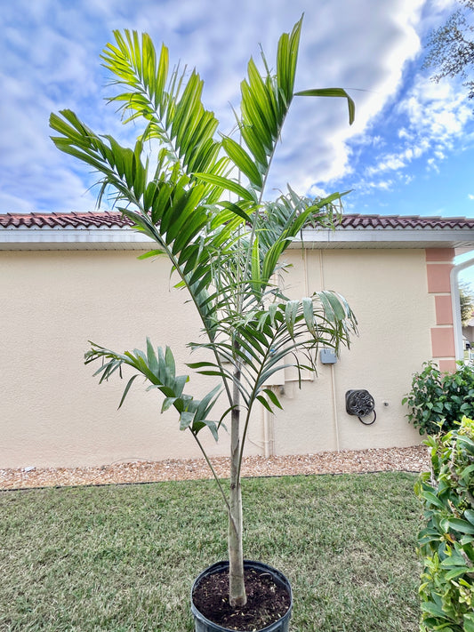 Reverse Foxy Lady Palm- Veitchia arecina x Wodyetia bifurcata hybrid EXTREMELY FAST tree!