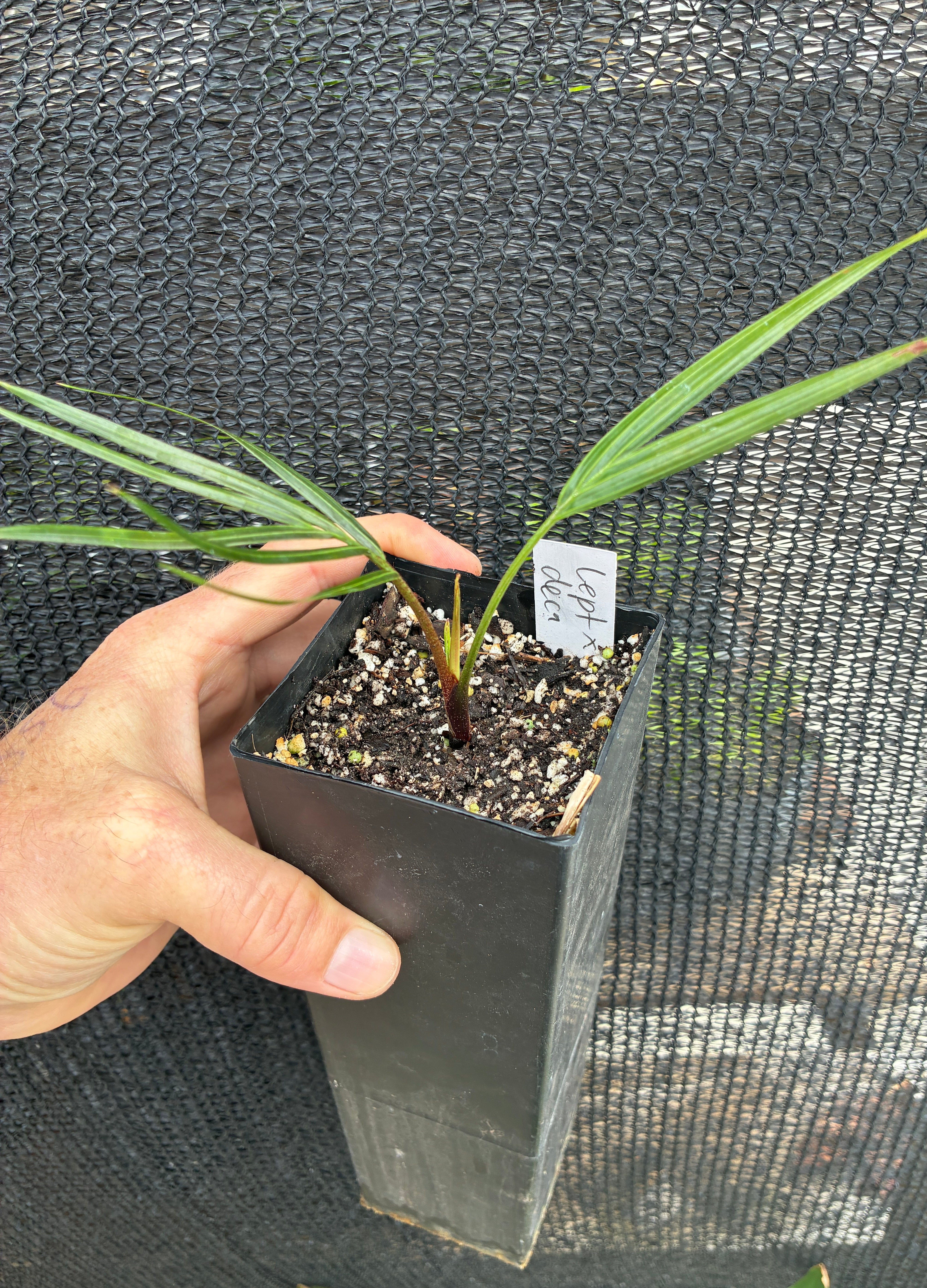 TriBear Palm; Teddy Bear Triangle Hybrid- Dypsis leptocheilos x