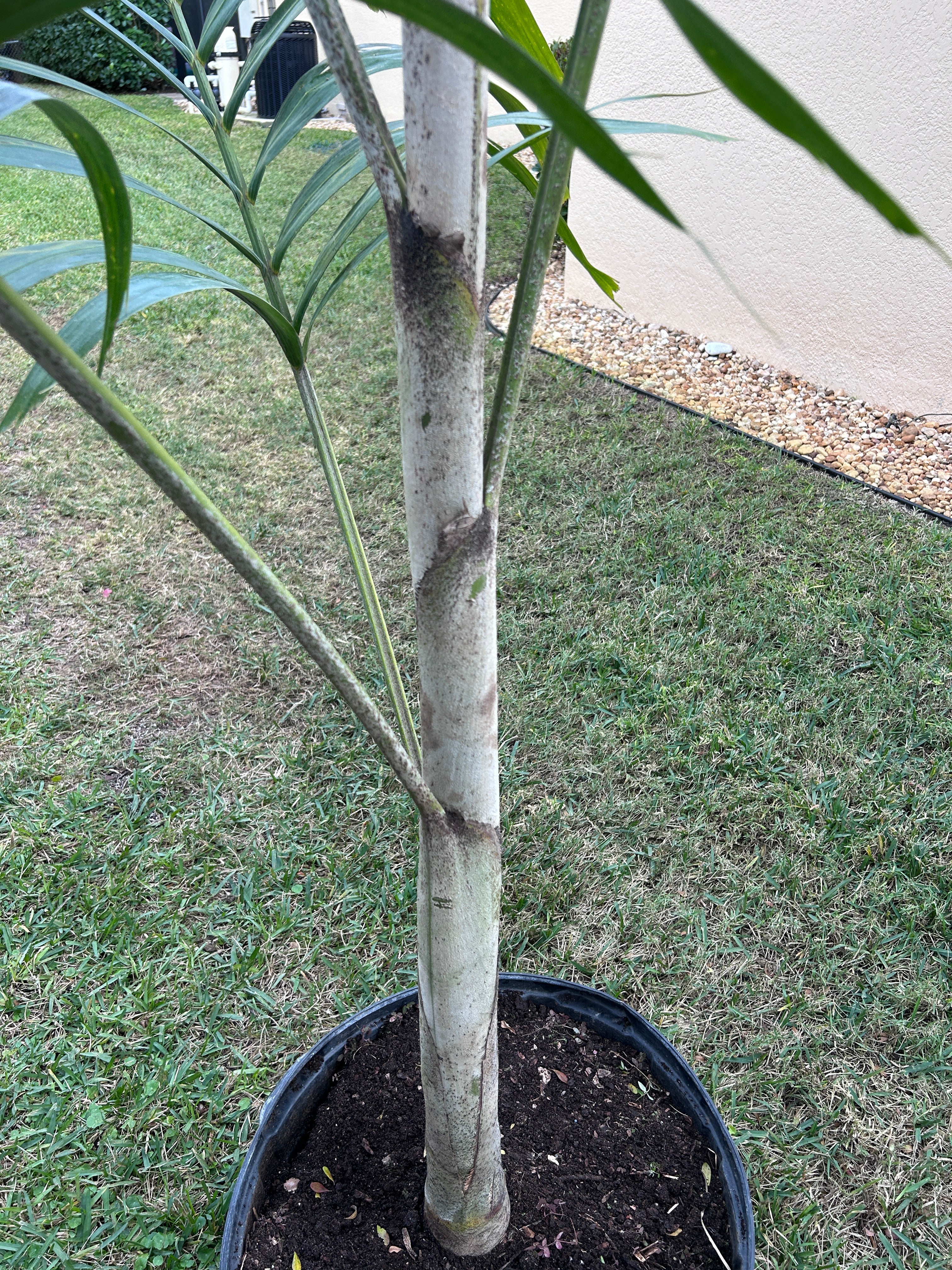 Reverse Foxy Lady Palm- Veitchia arecina x Wodyetia bifurcata