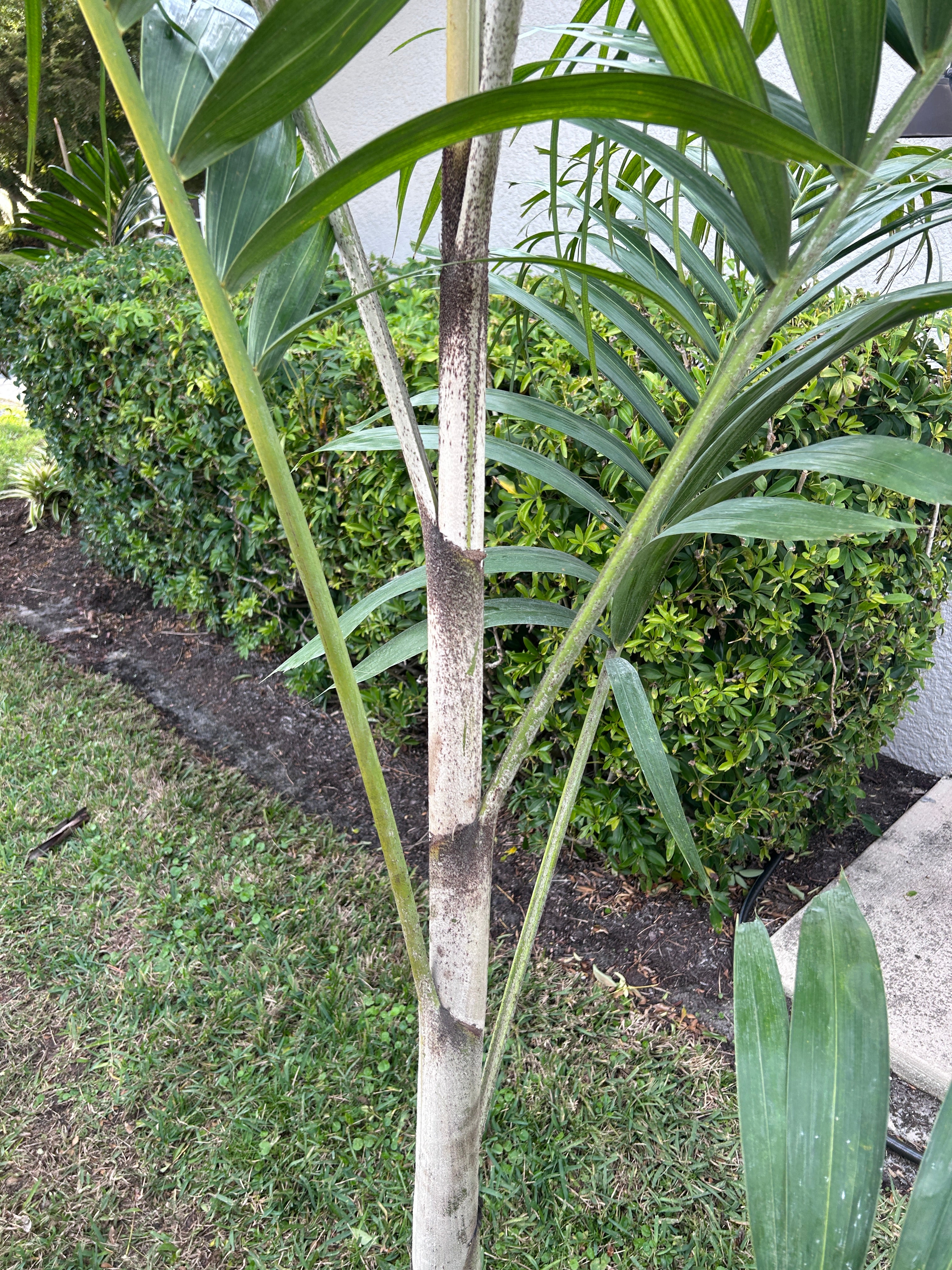 Reverse Foxy Lady Palm- Veitchia arecina x Wodyetia bifurcata