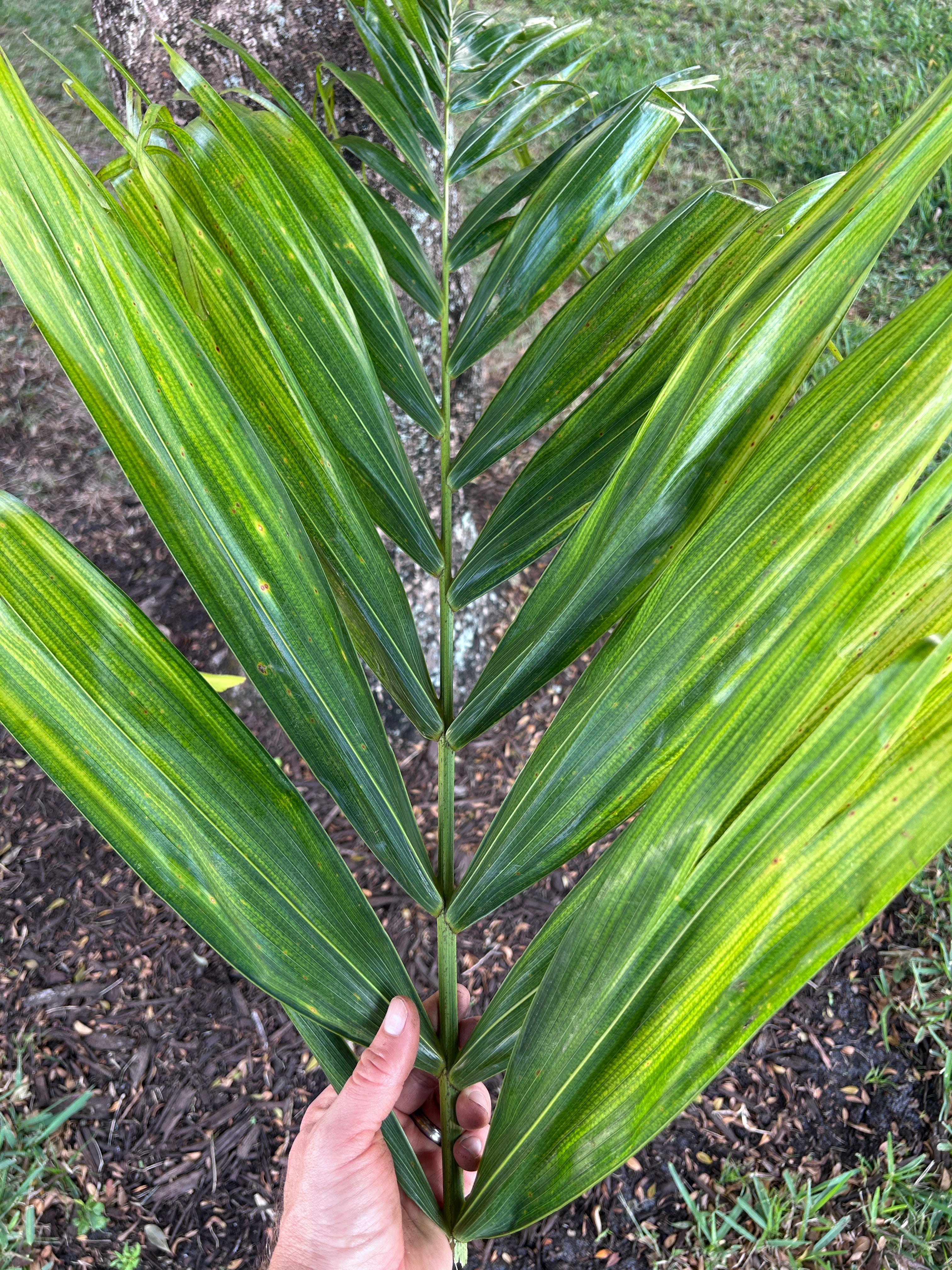 Reverse Foxy Lady Palm- Veitchia arecina x Wodyetia bifurcata