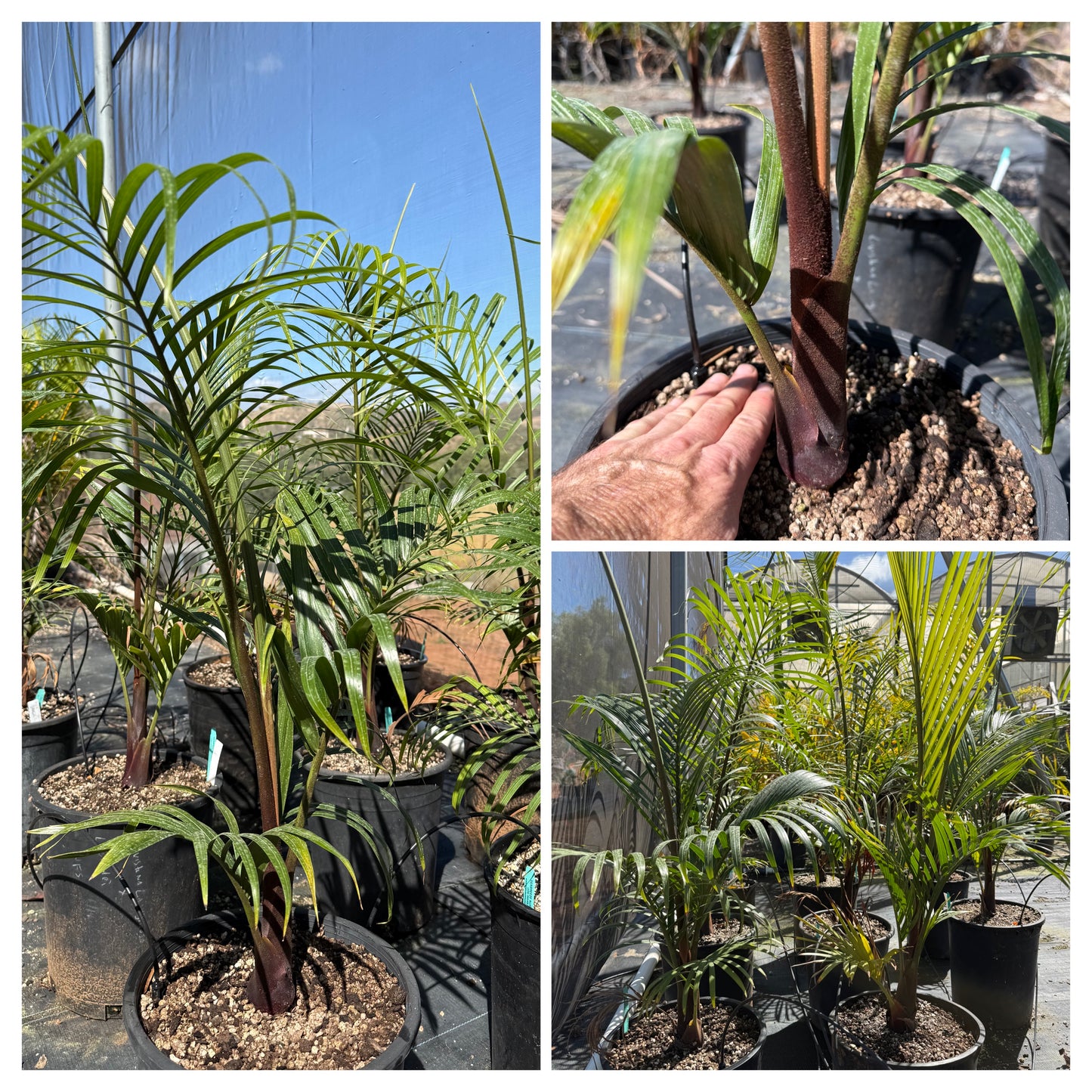 TriBear Palm; Teddy Bear Triangle Hybrid- Dypsis leptocheilos x decaryi rare collector's tree