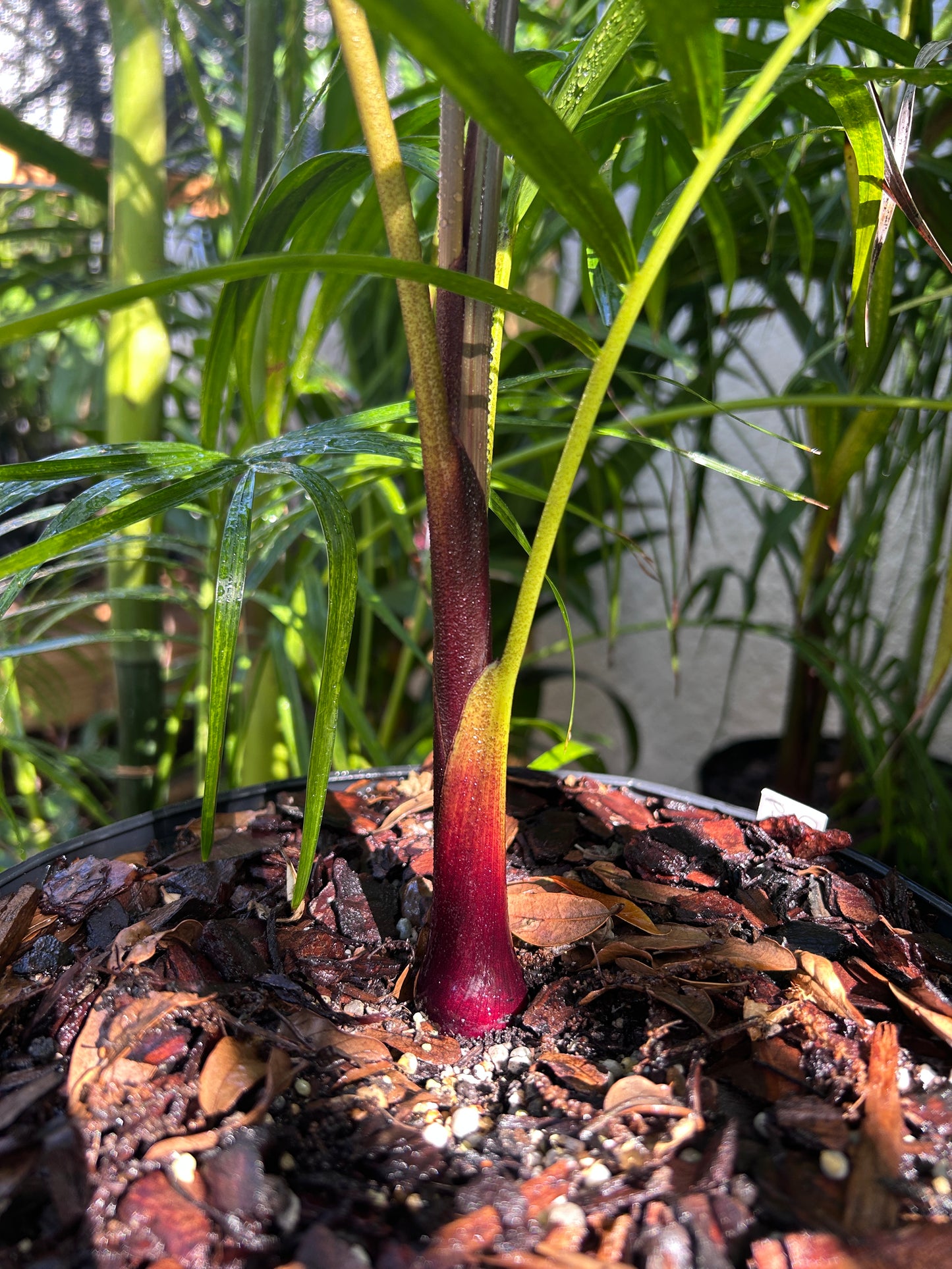 Sandy Bear Palm RARE Hybrid- Dypsis psammophila x leptocheilos *LIMITED* tree