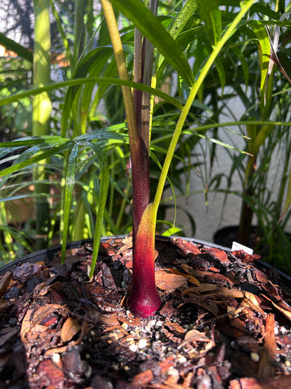 Sandy Bear Palm RARE Hybrid- Dypsis psammophila x leptocheilos *LIMITED* tree