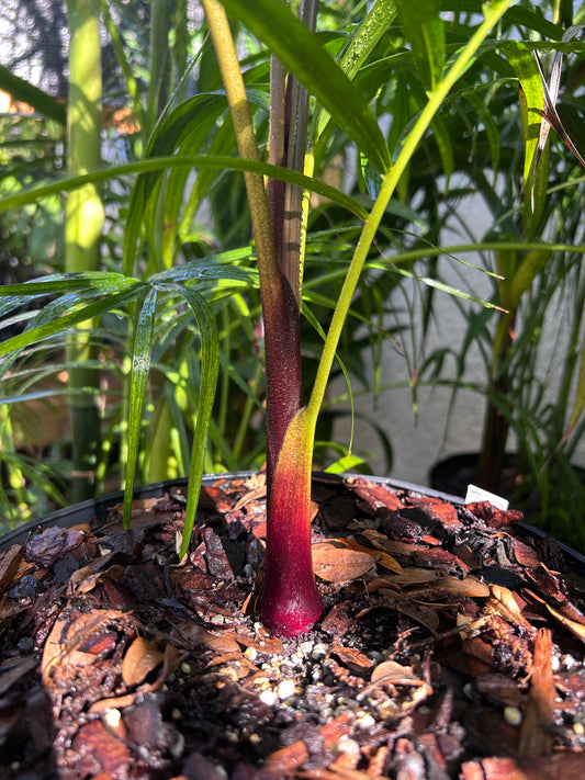Sandy Bear Palm RARE Hybrid- Dypsis psammophila x leptocheilos *LIMITED* tree