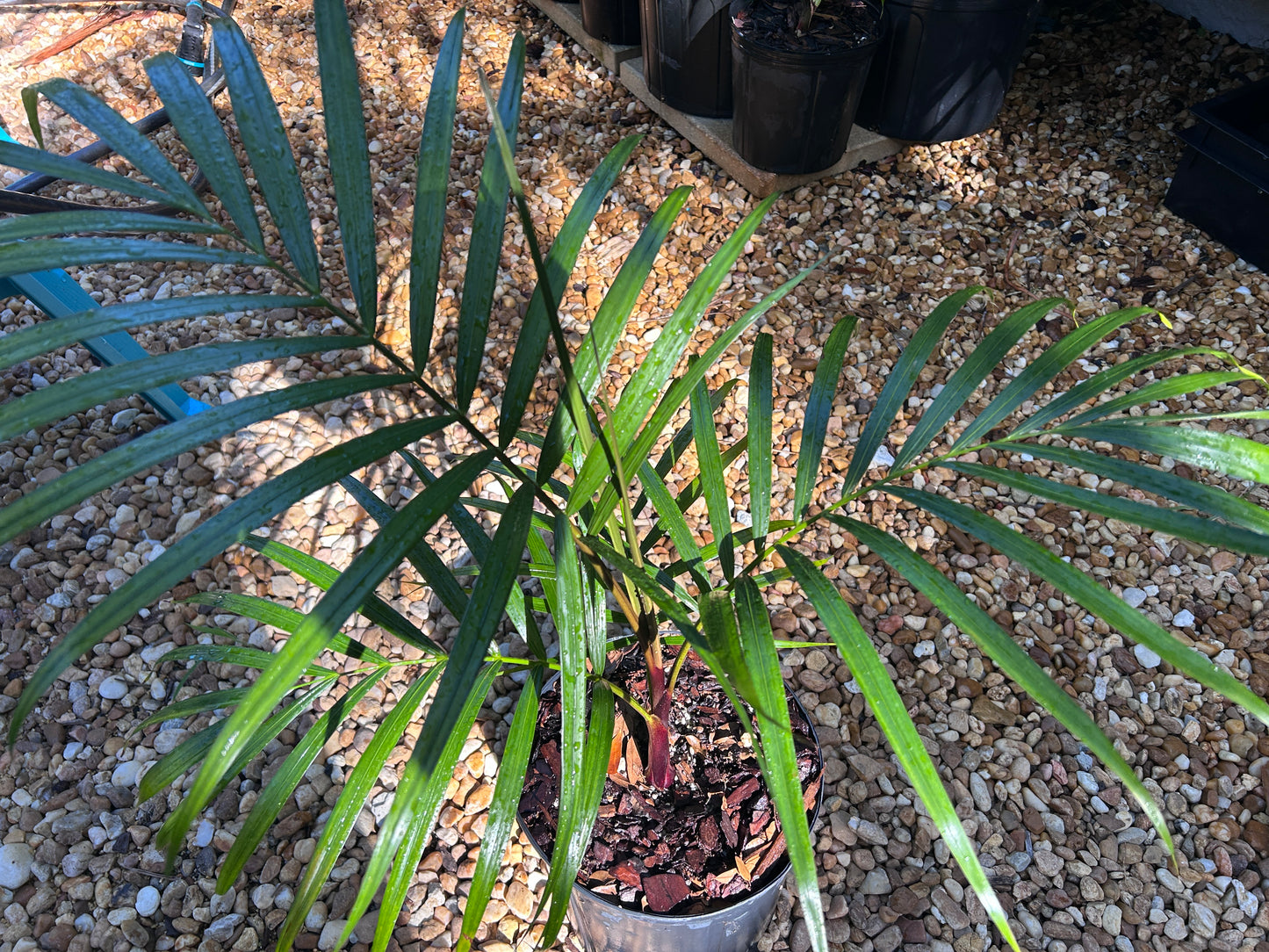 Sandy Bear Palm RARE Hybrid- Dypsis psammophila x leptocheilos *LIMITED* tree