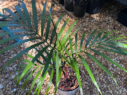 Sandy Bear Palm RARE Hybrid- Dypsis psammophila x leptocheilos *LIMITED* tree