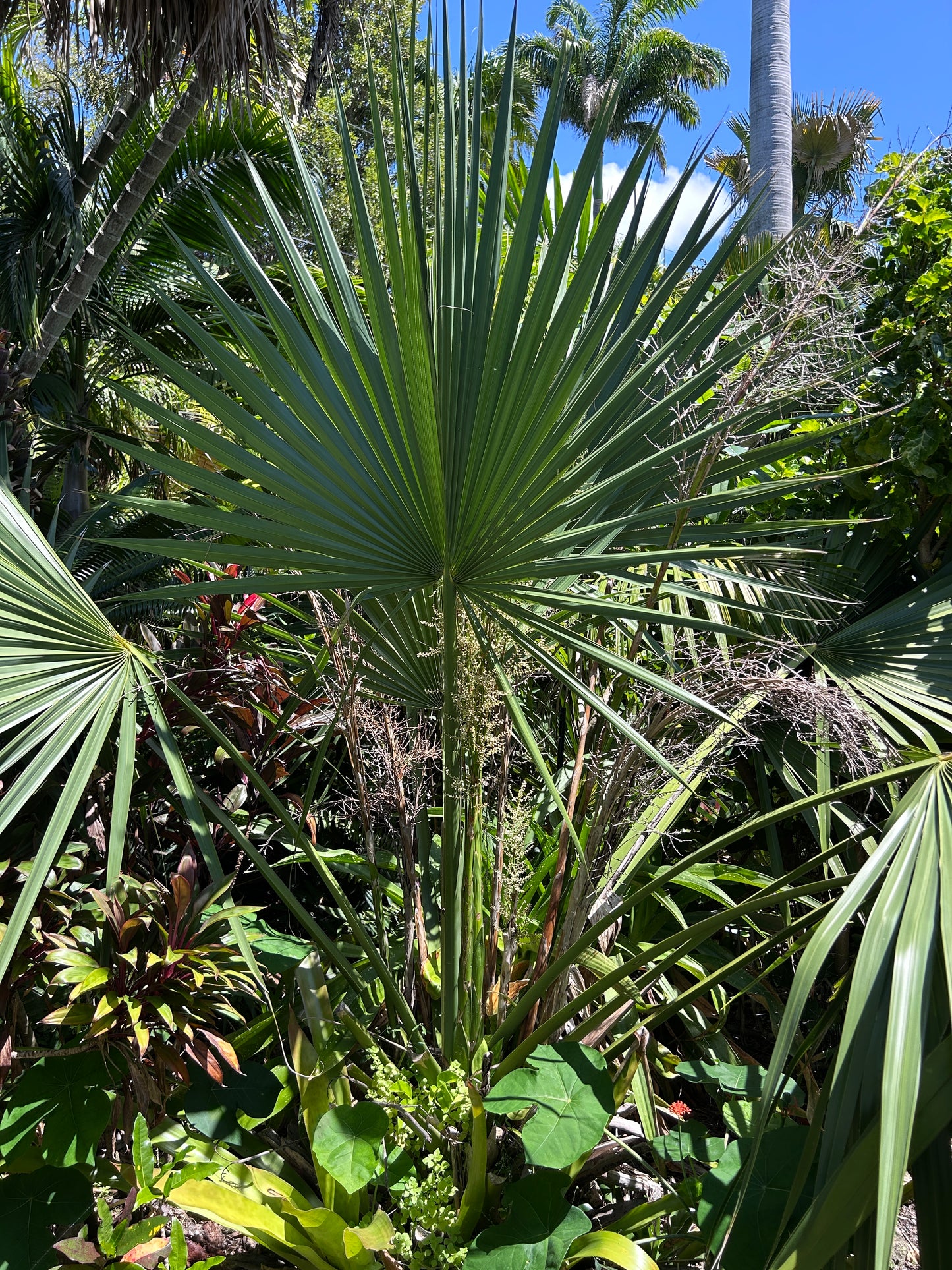 Sabal x brozoriensis (AVAILABLE SUMMER) live frost hardy Texas Palmetto hybrid cabbage palm