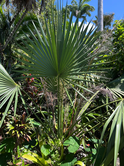 Sabal x brozoriensis (AVAILABLE SUMMER) live frost hardy Texas Palmetto hybrid cabbage palm