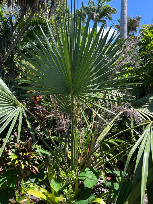 Sabal x brozoriensis (AVAILABLE SUMMER) live frost hardy Texas Palmetto hybrid cabbage palm