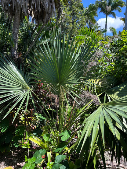 Sabal x brozoriensis (AVAILABLE SUMMER) live frost hardy Texas Palmetto hybrid cabbage palm
