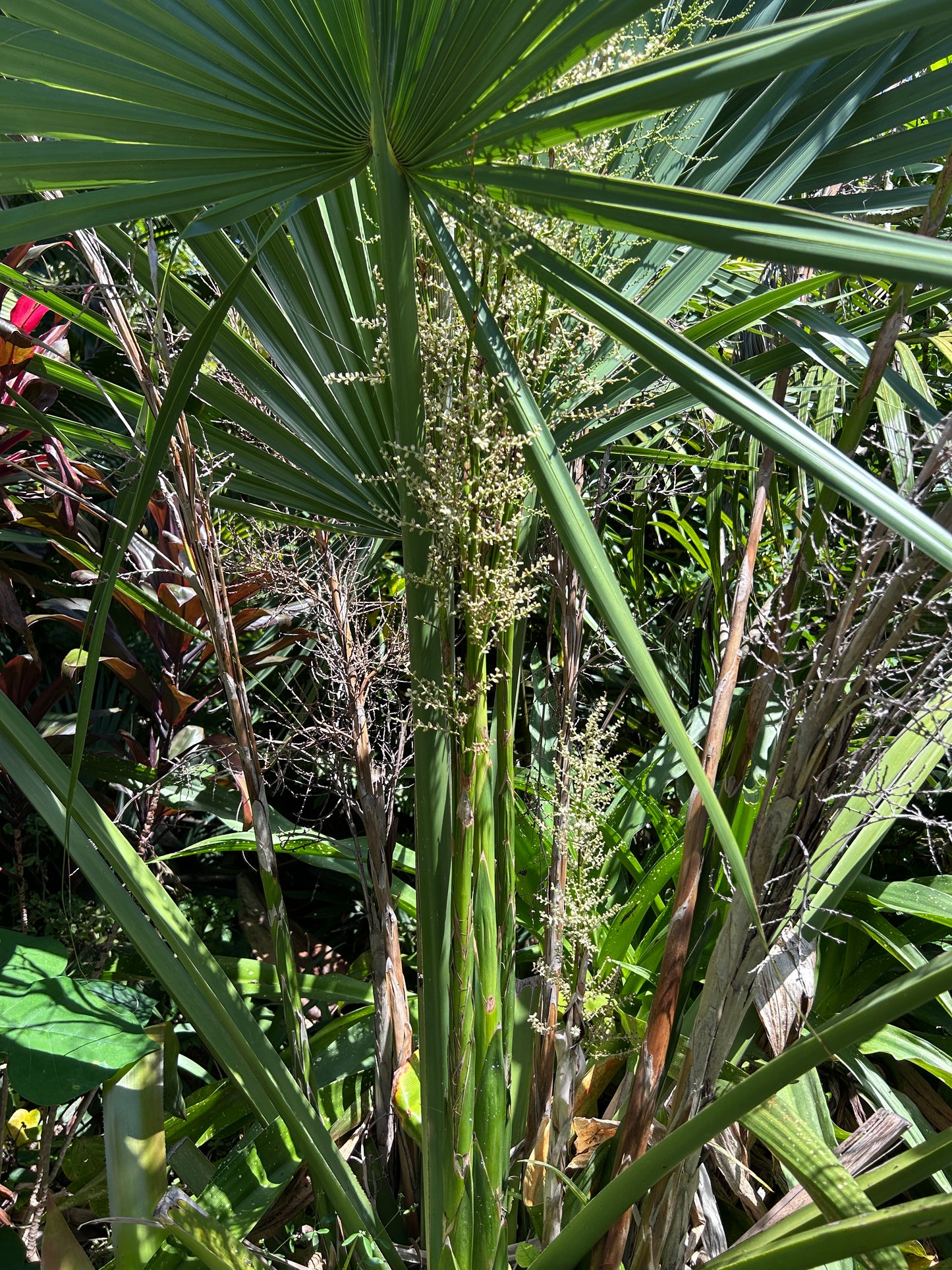 Sabal x brozoriensis (AVAILABLE SUMMER) live frost hardy Texas Palmetto hybrid cabbage palm