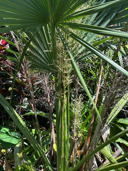 Sabal x brozoriensis (AVAILABLE SUMMER) live frost hardy Texas Palmetto hybrid cabbage palm