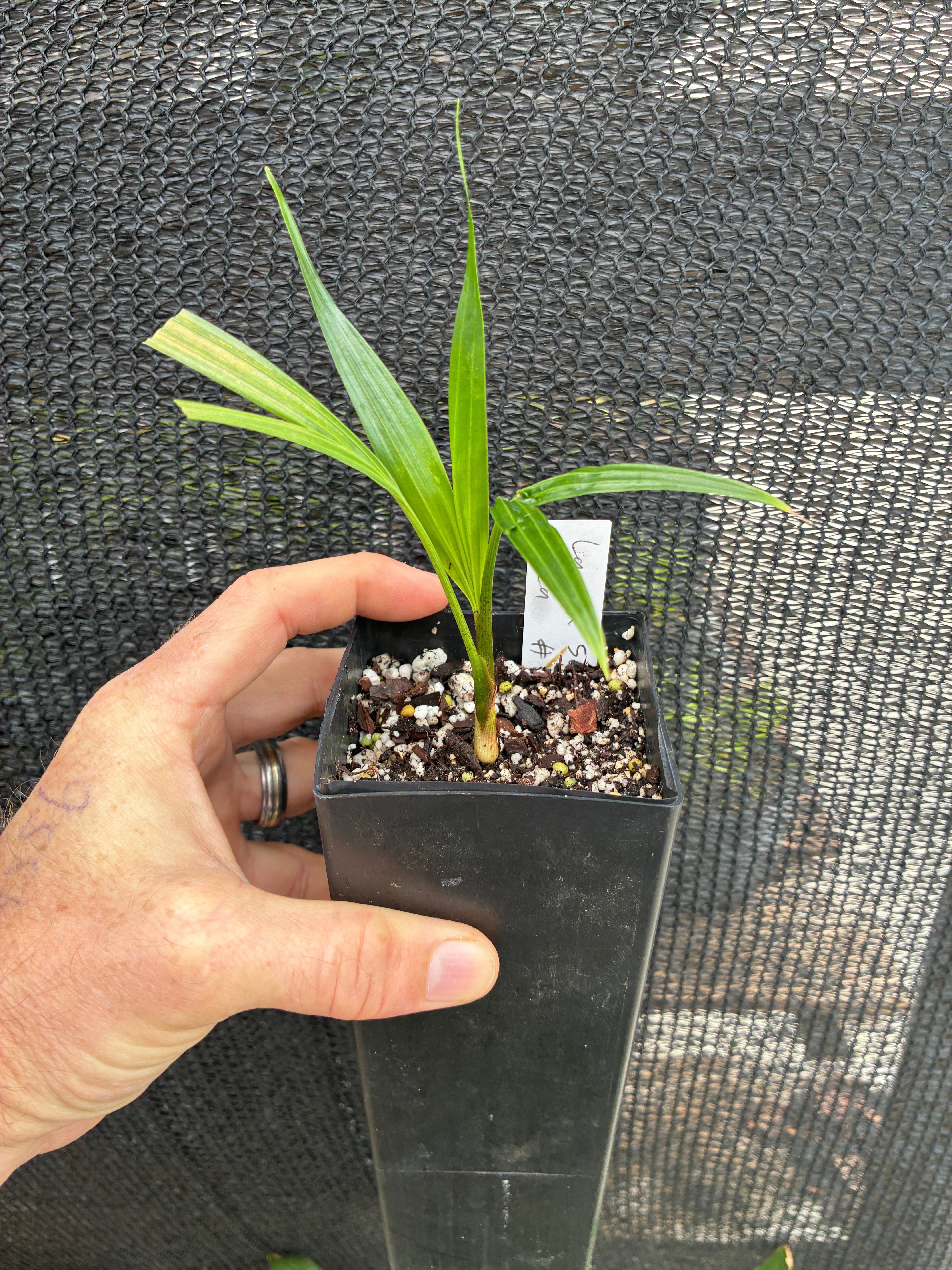 NEW* Comoro Triangle Palm Dypsis lanceolata x decaryi live tree