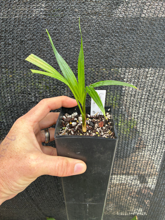 *NEW* Comoro Triangle Palm Dypsis lanceolata x decaryi live tree