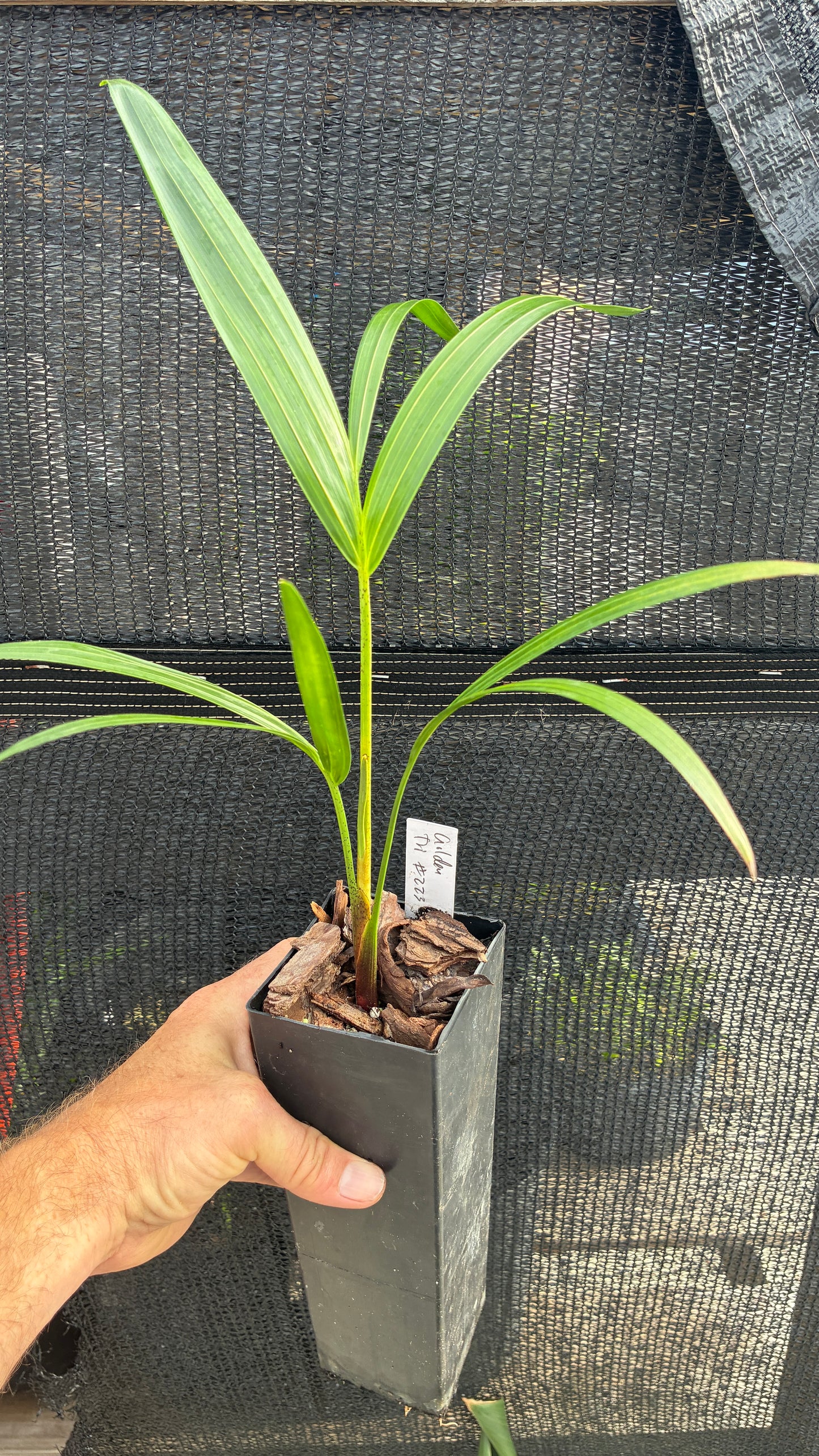 Golden Triangle Palm- Dypsis lutescens x decaryi- Golden Cane Hybrid Areca Tree